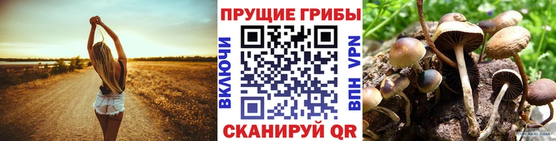 Псилоцибиновые грибы Cubensis  Купить  Гатчина 